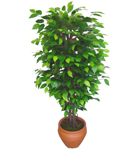 Ficus Benjamin 1,50 cm   Siirt iekiler 