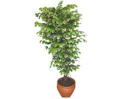 Ficus zel Starlight 1,75 cm   Siirt hediye iek yolla 