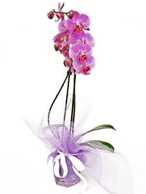  Siirt iekiler  Kaliteli ithal saksida orkide