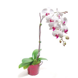  Siirt kaliteli taze ve ucuz iekler  Saksida orkide