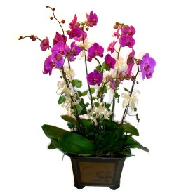  Siirt hediye iek yolla  4 adet orkide iegi