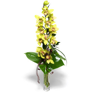  Siirt iek online iek siparii  cam vazo ierisinde tek dal canli orkide
