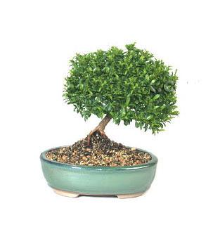 ithal bonsai saksi iegi  Siirt ieki maazas 