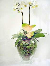  Siirt yurtii ve yurtd iek siparii  Cam yada mika vazoda zel orkideler