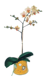  Siirt ucuz iek gnder  Phalaenopsis Orkide ithal kalite