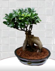saks iei japon aac bonsai  Siirt cicekciler , cicek siparisi 