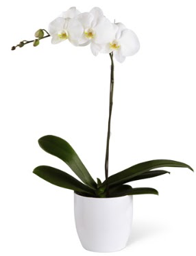 1 dall beyaz orkide  Siirt internetten iek sat 