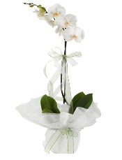 1 dal beyaz orkide iei  Siirt iek , ieki , iekilik 