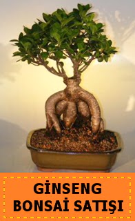 Ginseng bonsai sat japon aac  Siirt hediye iek yolla 