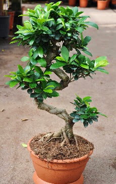 Orta boy bonsai saks bitkisi  Siirt iek sat 