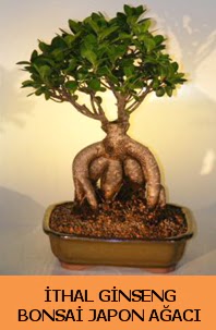 thal japon aac ginseng bonsai sat  Siirt iek online iek siparii 