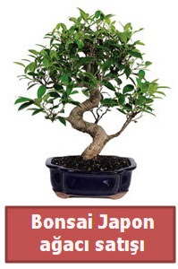 Japon aac bonsai sat  Siirt iek yolla 