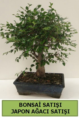 Minyatr bonsai japon aac sat  Siirt iek servisi , ieki adresleri 