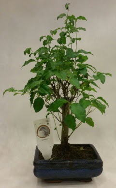 Minyatr bonsai japon aac sat  Siirt gvenli kaliteli hzl iek 