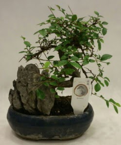 thal 1.ci kalite bonsai japon aac  Siirt yurtii ve yurtd iek siparii 