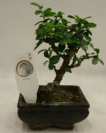 Kk minyatr bonsai japon aac  Siirt kaliteli taze ve ucuz iekler 