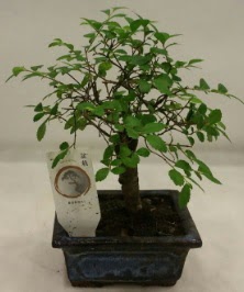 Minyatr ithal japon aac bonsai bitkisi  Siirt yurtii ve yurtd iek siparii 