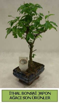 thal bonsai japon aac bitkisi  Siirt internetten iek siparii 