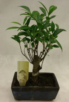 Japon aac bonsai bitkisi sat  Siirt gvenli kaliteli hzl iek 
