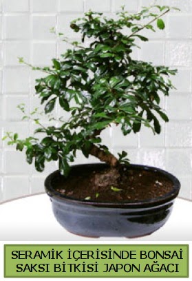 Seramik vazoda bonsai japon aac bitkisi  Siirt iek yolla 