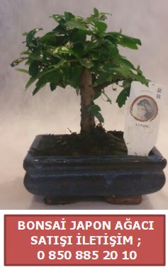 Japon aac minyar bonsai sat  Siirt yurtii ve yurtd iek siparii 