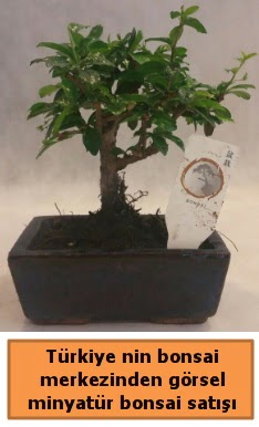 Japon aac bonsai sat ithal grsel  Siirt iek maazas , ieki adresleri 