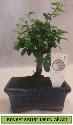 Minyatr bonsai aac sat  Siirt kaliteli taze ve ucuz iekler 