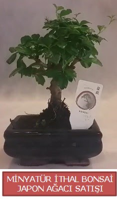Kk grsel bonsai japon aac bitkisi  Siirt online ieki , iek siparii 