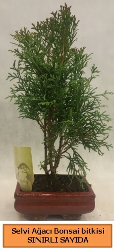 Selvi aac bonsai japon aac bitkisi  Siirt yurtii ve yurtd iek siparii 