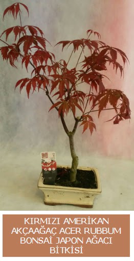 Amerikan akaaa Acer Rubrum bonsai  Siirt iek siparii sitesi 