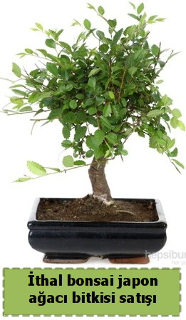 thal bonsai saks iei Japon aac sat  Siirt iek online iek siparii 