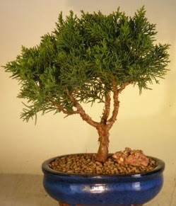 Servi am bonsai japon aac bitkisi  Siirt iek maazas , ieki adresleri 