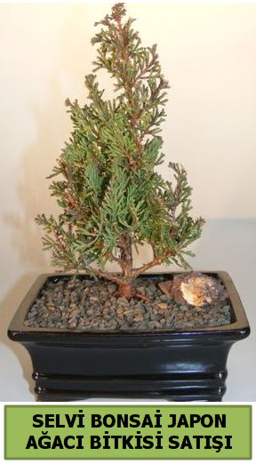 Selvi am japon aac bitkisi bonsai  Siirt gvenli kaliteli hzl iek 