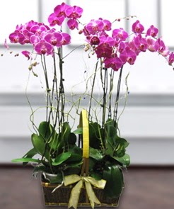 7 dall mor lila orkide  Siirt iek servisi , ieki adresleri 
