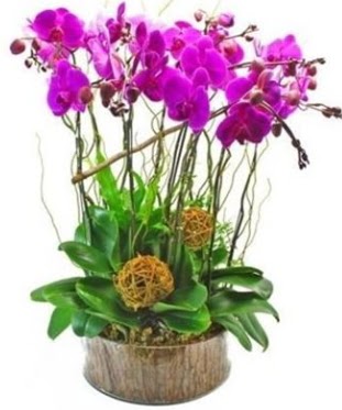 Ahap ktkte lila mor orkide 8 li  Siirt iek gnderme 