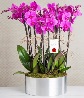 11 dall mor orkide metal vazoda  Siirt iek servisi , ieki adresleri 