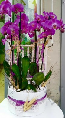 Seramik vazoda 4 dall mor lila orkide  Siirt ucuz iek gnder 