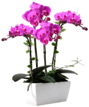 Seramik vazo ierisinde 4 dall mor orkide  Siirt yurtii ve yurtd iek siparii 