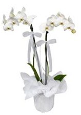 2 dall beyaz orkide  Siirt uluslararas iek gnderme 