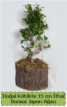 Doal ktkte thal bonsai japon aac  Siirt kaliteli taze ve ucuz iekler 