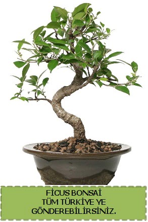 Ficus bonsai  Siirt iek servisi , ieki adresleri 