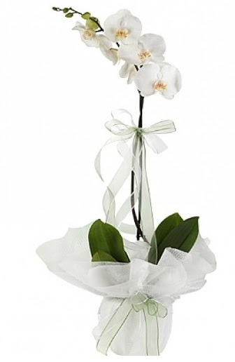 Tekli Beyaz Orkide  Siirt nternetten iek siparii 
