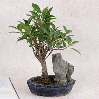 Japon aac Evergreen Ficus Bonsai  Siirt iek servisi , ieki adresleri 