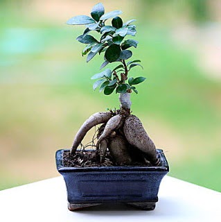 Marvellous Ficus Microcarpa ginseng bonsai  Siirt iek , ieki , iekilik 