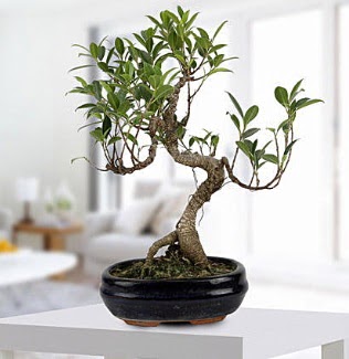 Gorgeous Ficus S shaped japon bonsai  Siirt 14 ubat sevgililer gn iek 