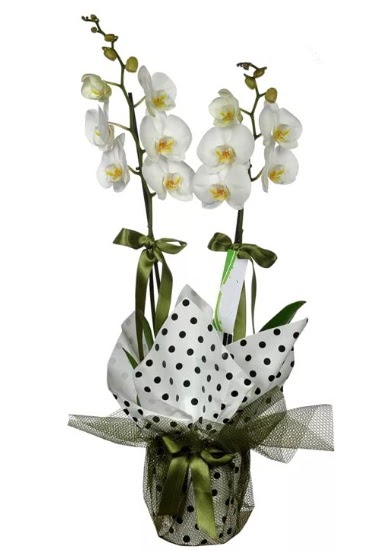 ift Dall Beyaz Orkide  Siirt internetten iek sat 