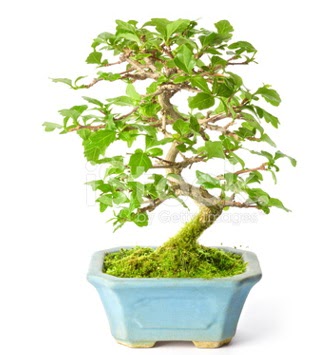 S zerkova bonsai ksa sreliine  Siirt iek online iek siparii 