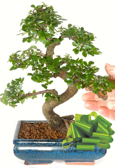 Yaklak 25 cm boyutlarnda S bonsai  Siirt iek yolla 