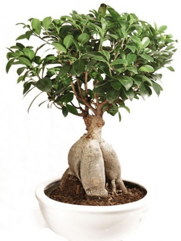 Ginseng bonsai japon aac ficus ginseng  Siirt iek online iek siparii 