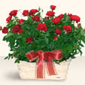  Siirt çiçek online çiçek siparişi  11 adet kirmizi gül sepette